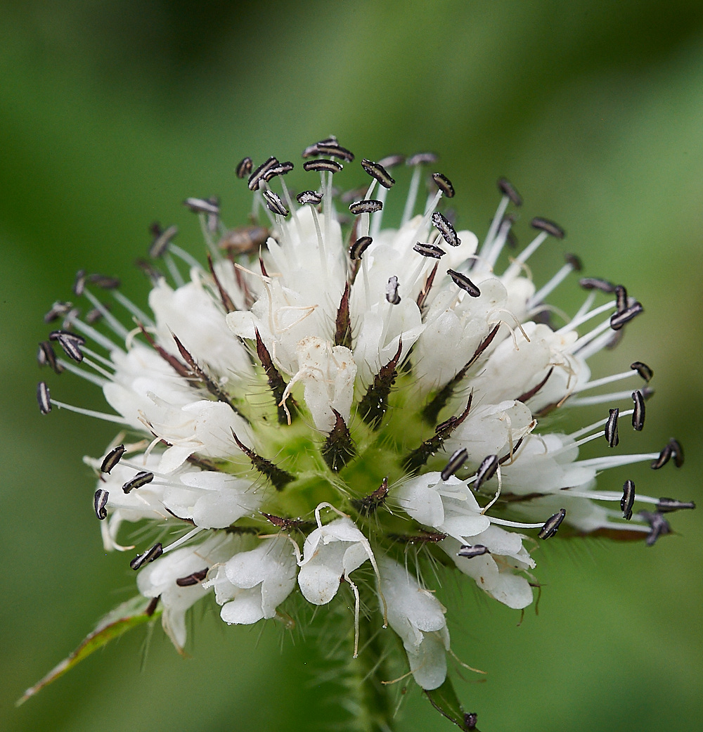 WheatfenSmallTeasle080821-1