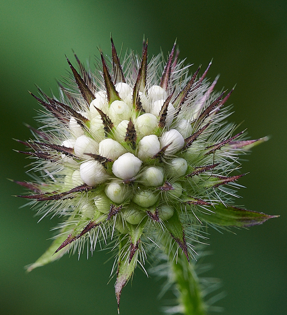 WheatfenSmallTeasle080821-2