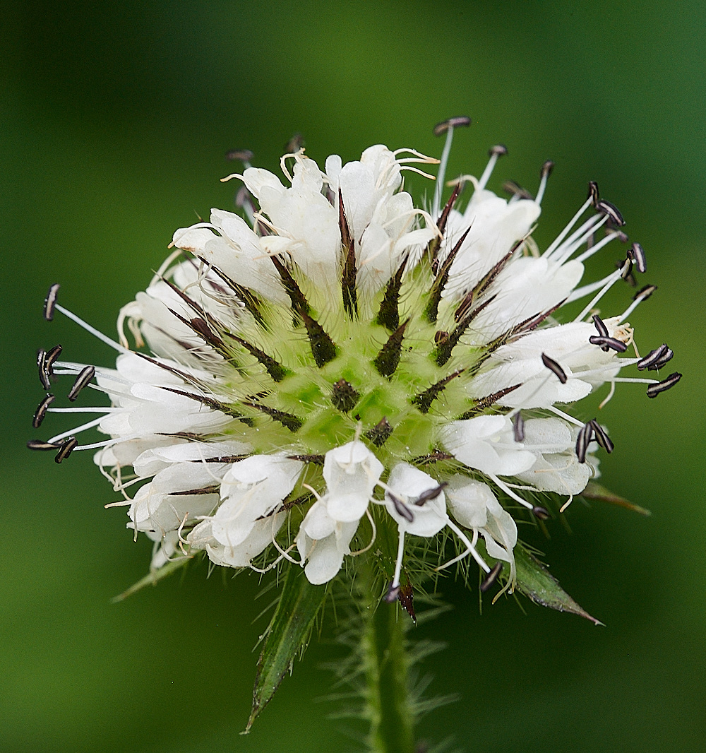 WheatfenSmallTeasle080821-3