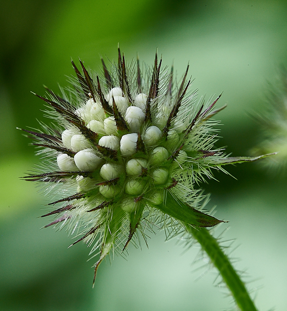 WheatfenSmallTeasle080821-5