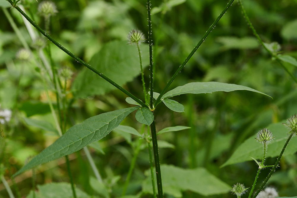 WheatfenSmallTeasle080821-6