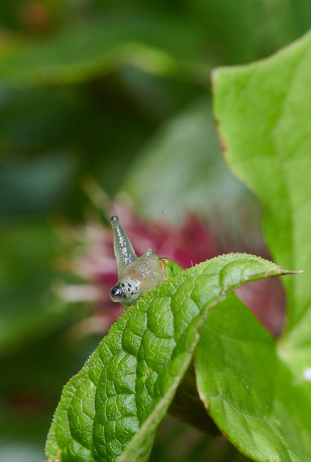 WheatfenSnail080821-1