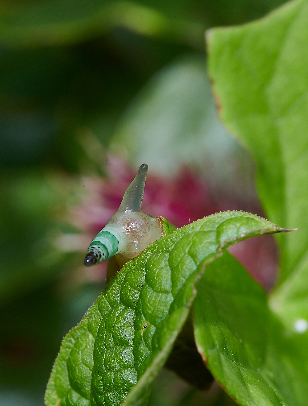 WheatfenSnail080821-3