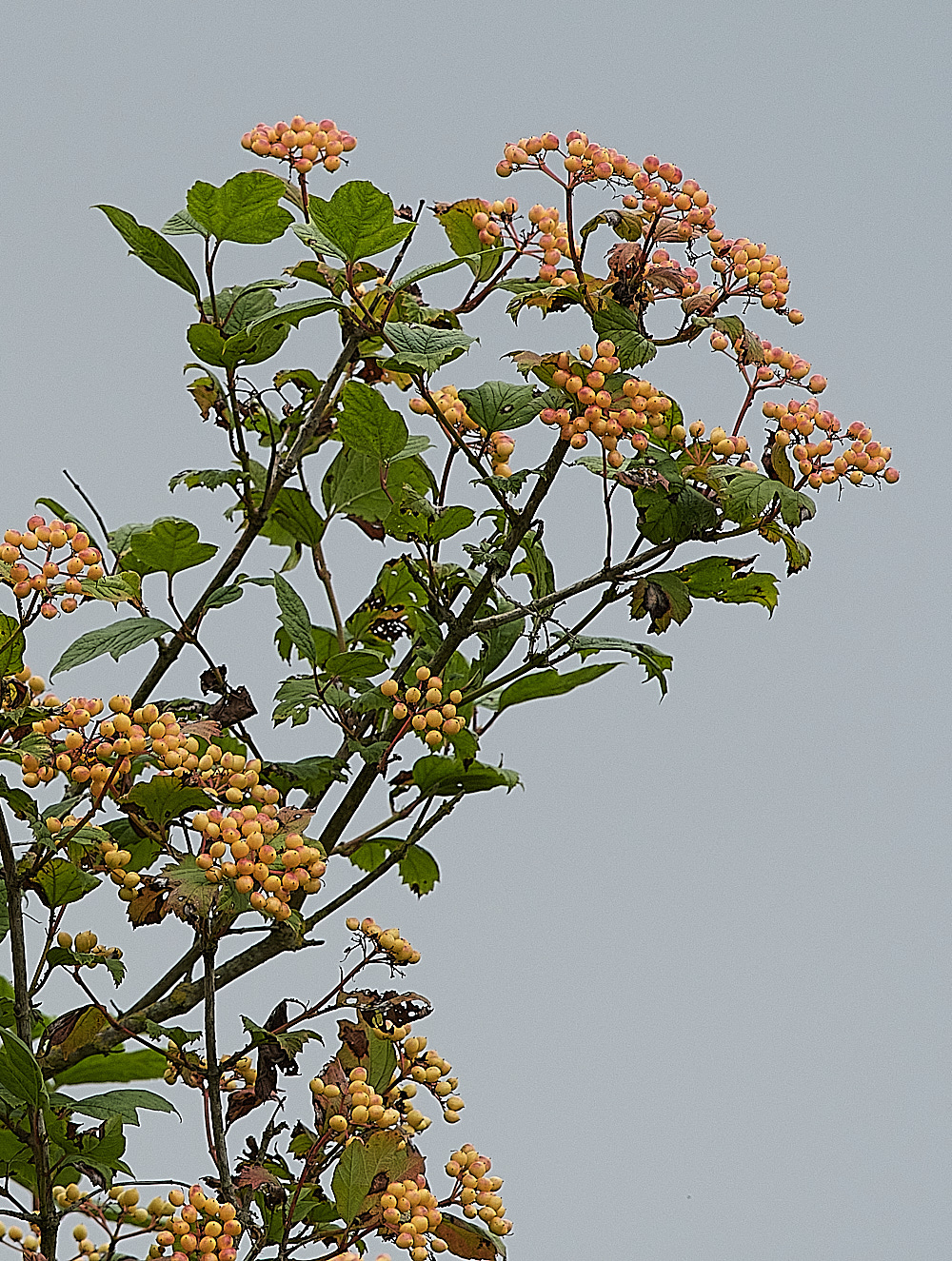 WheatFenViburnum080821-1