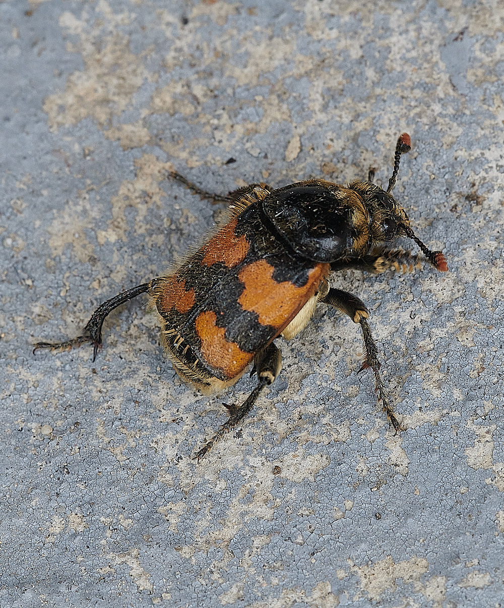 WhittlinghamBeetle160821-1