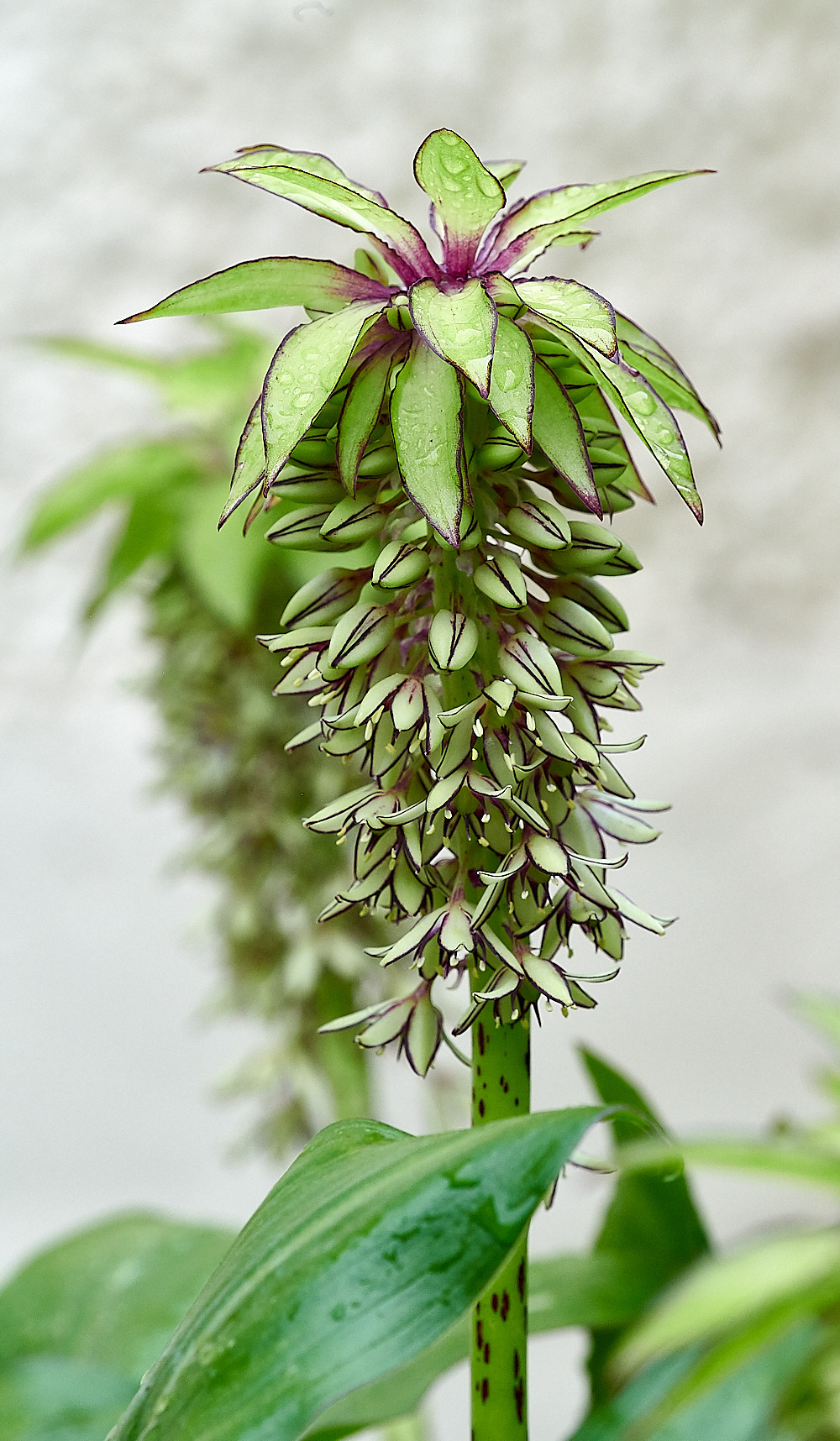 WhittlinghamEucomis160821-1