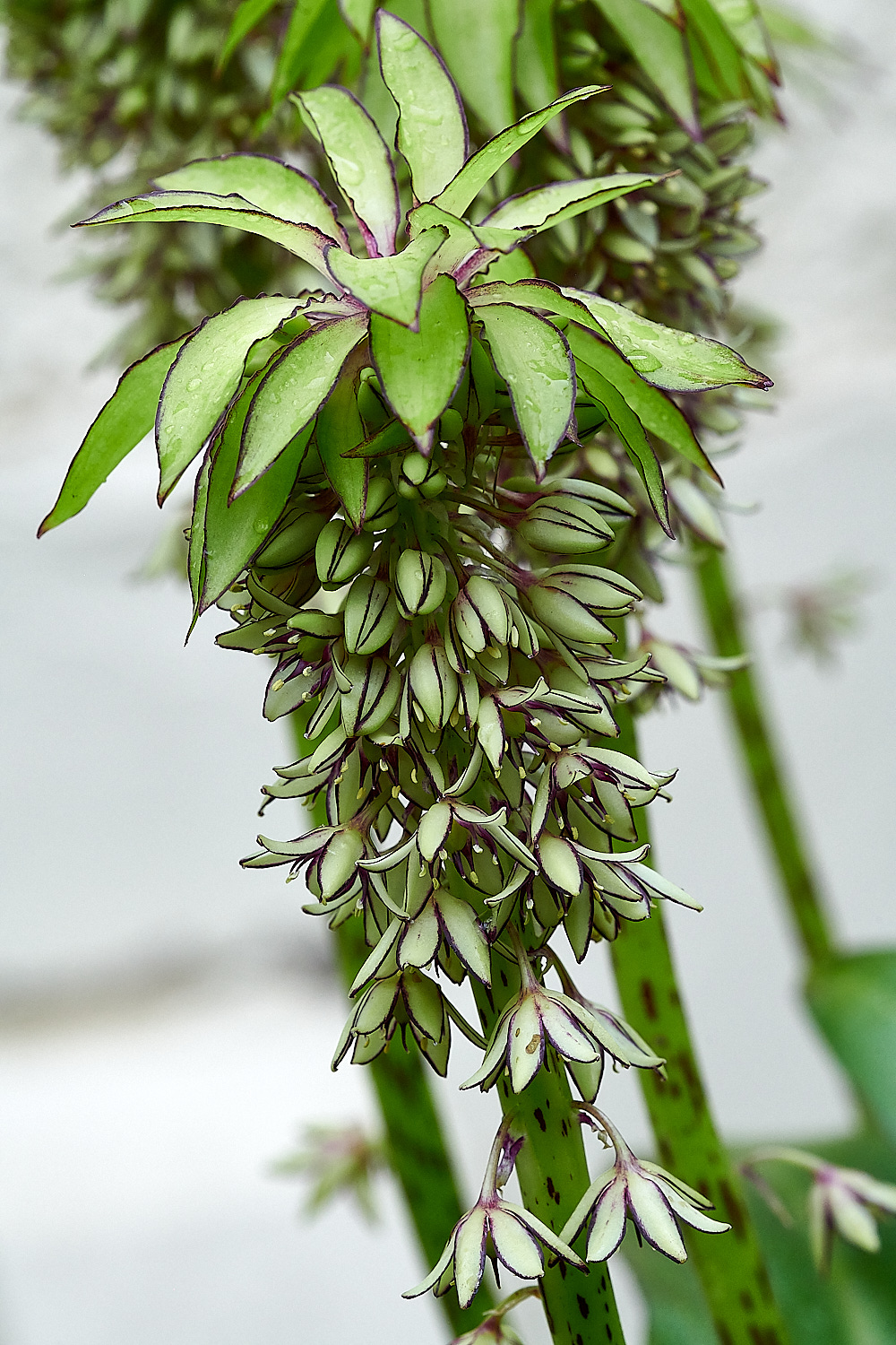 WhittlinghamEucomis160821-2