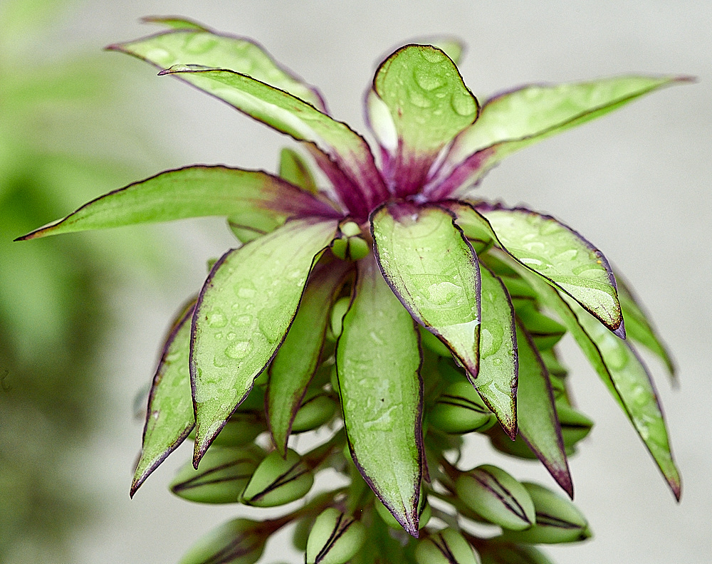 WhittlinghamEucomis160821-3