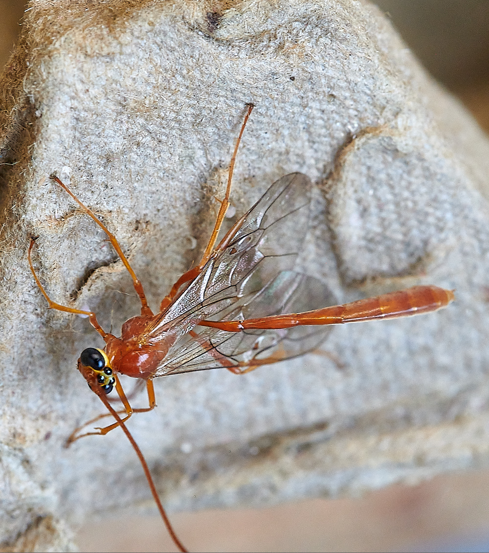 WhittlinghamIchneumon160821-2