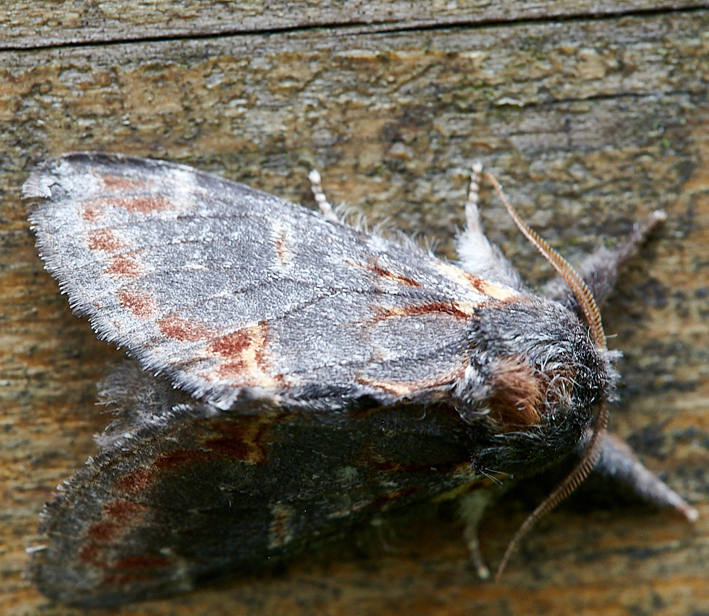 WhittlinghamMoth1160821-1