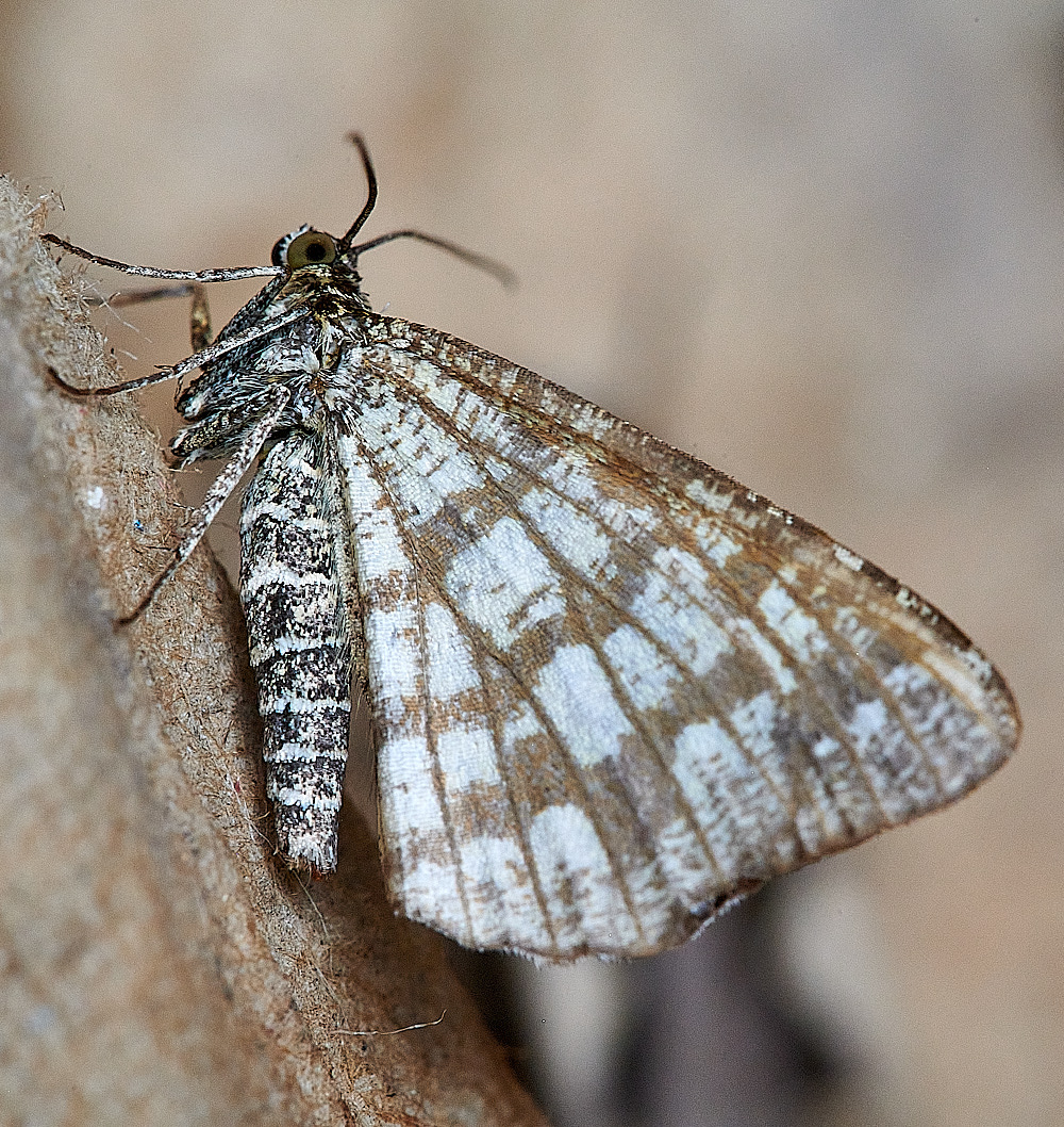 WhittlinghamMoth13160821-1