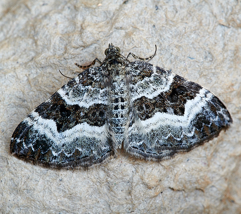 WhittlinghamMoth18160821-1