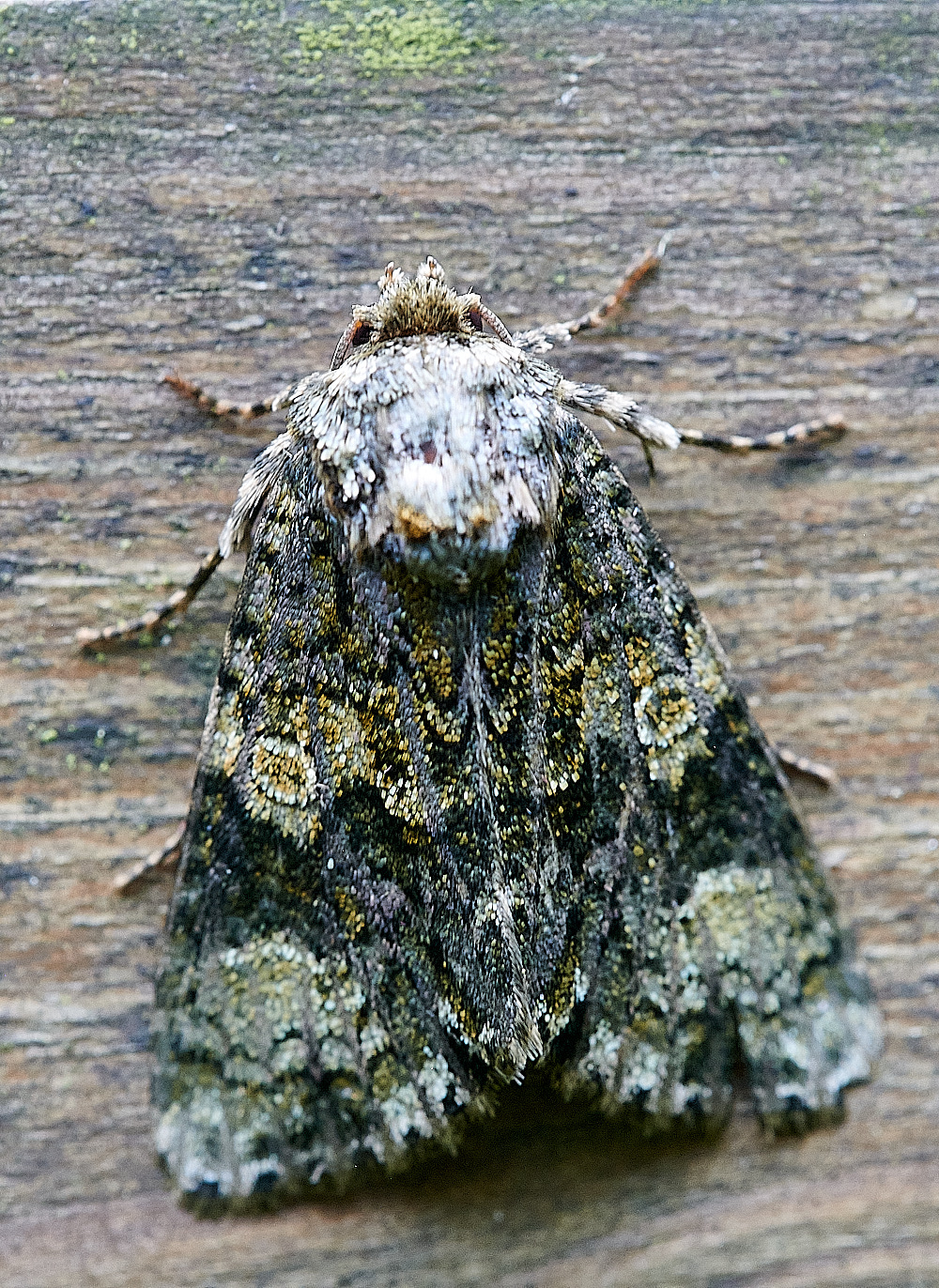 WhittlinghamMoth3160821-1