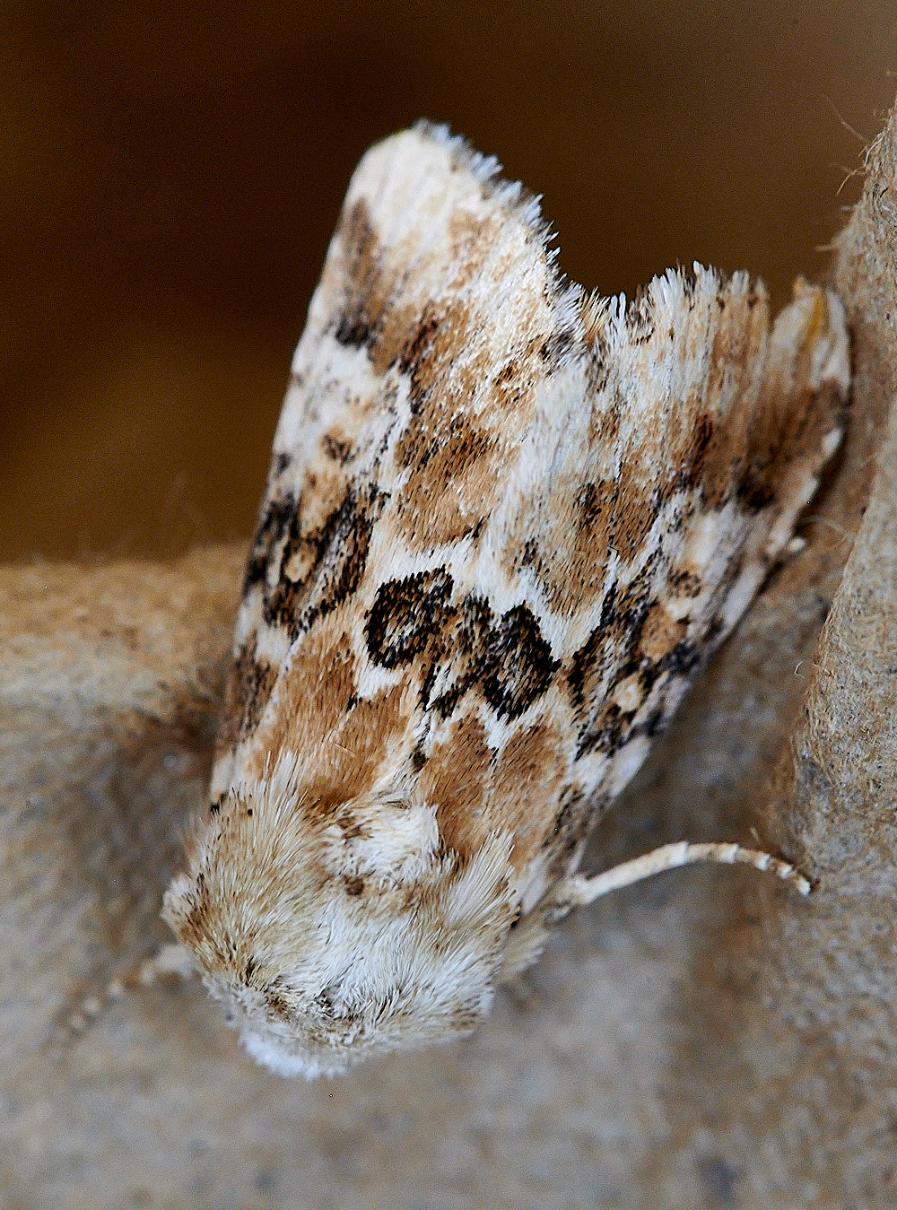 WhittlinghamMoth7160821-1