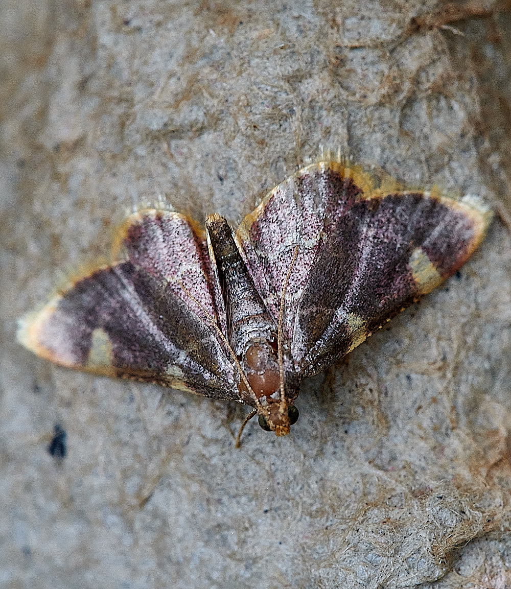 WhittlinghamMoth8160821-1