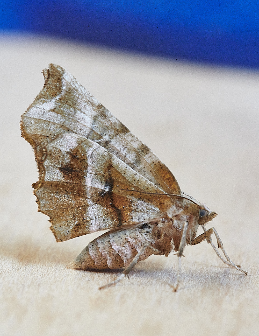 WhittlinghamMoth9160821-1