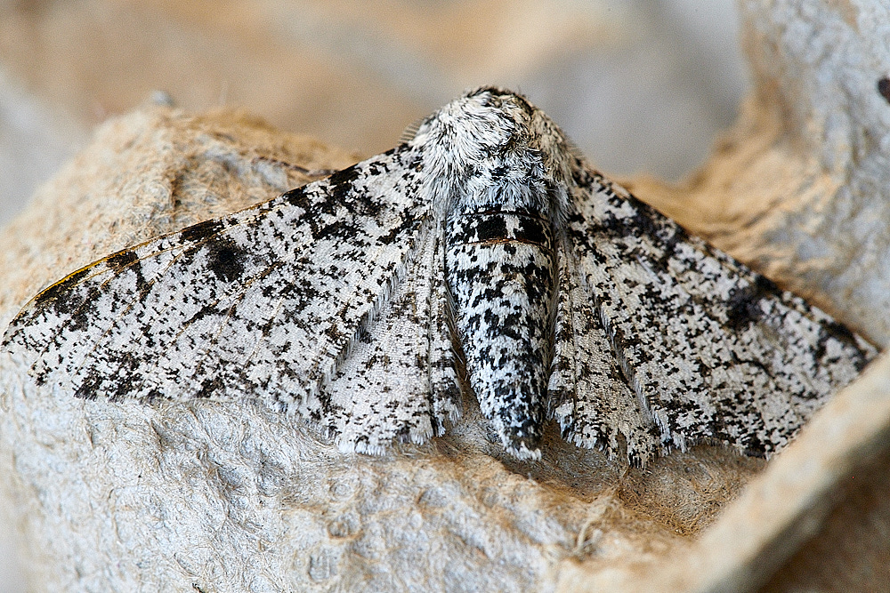 WhittlinghamPepperedMoth1160821-1