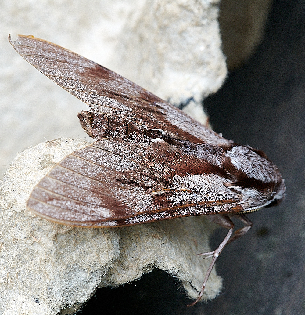 WhittlinghamPineHawkmoth160821-1