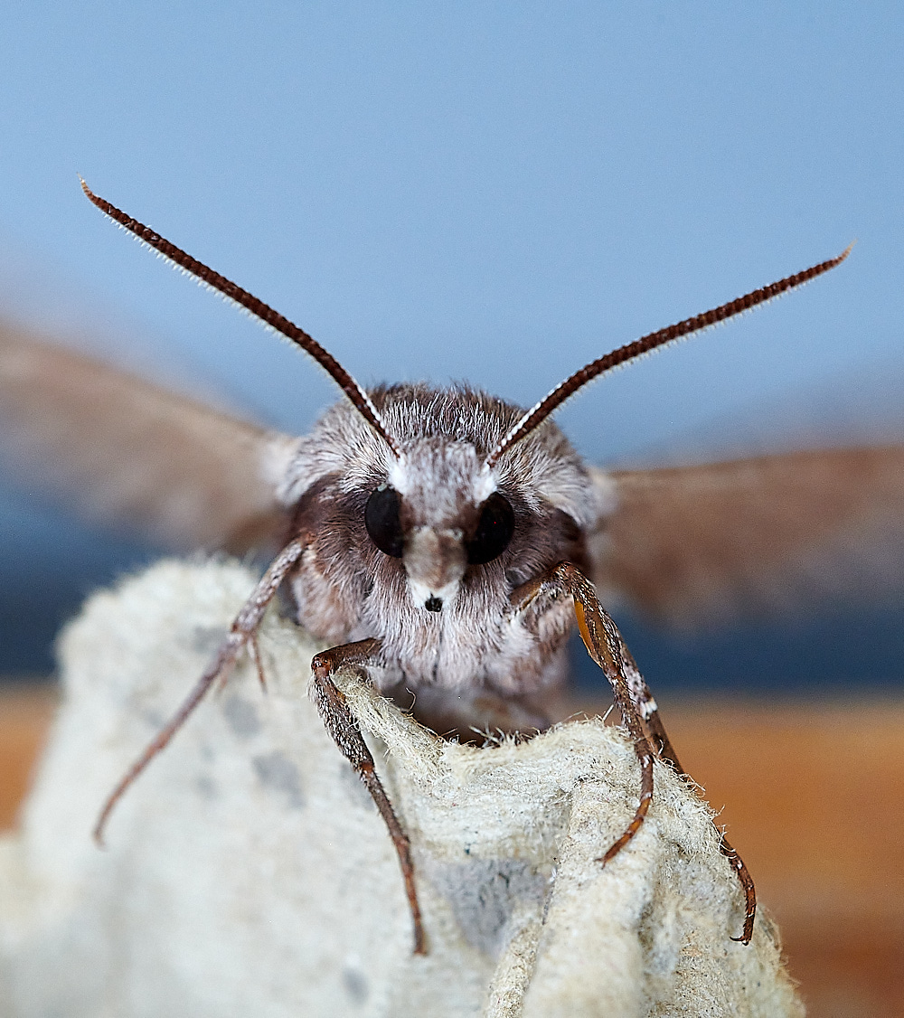 WhittlinghamPineHawkmoth160821-3