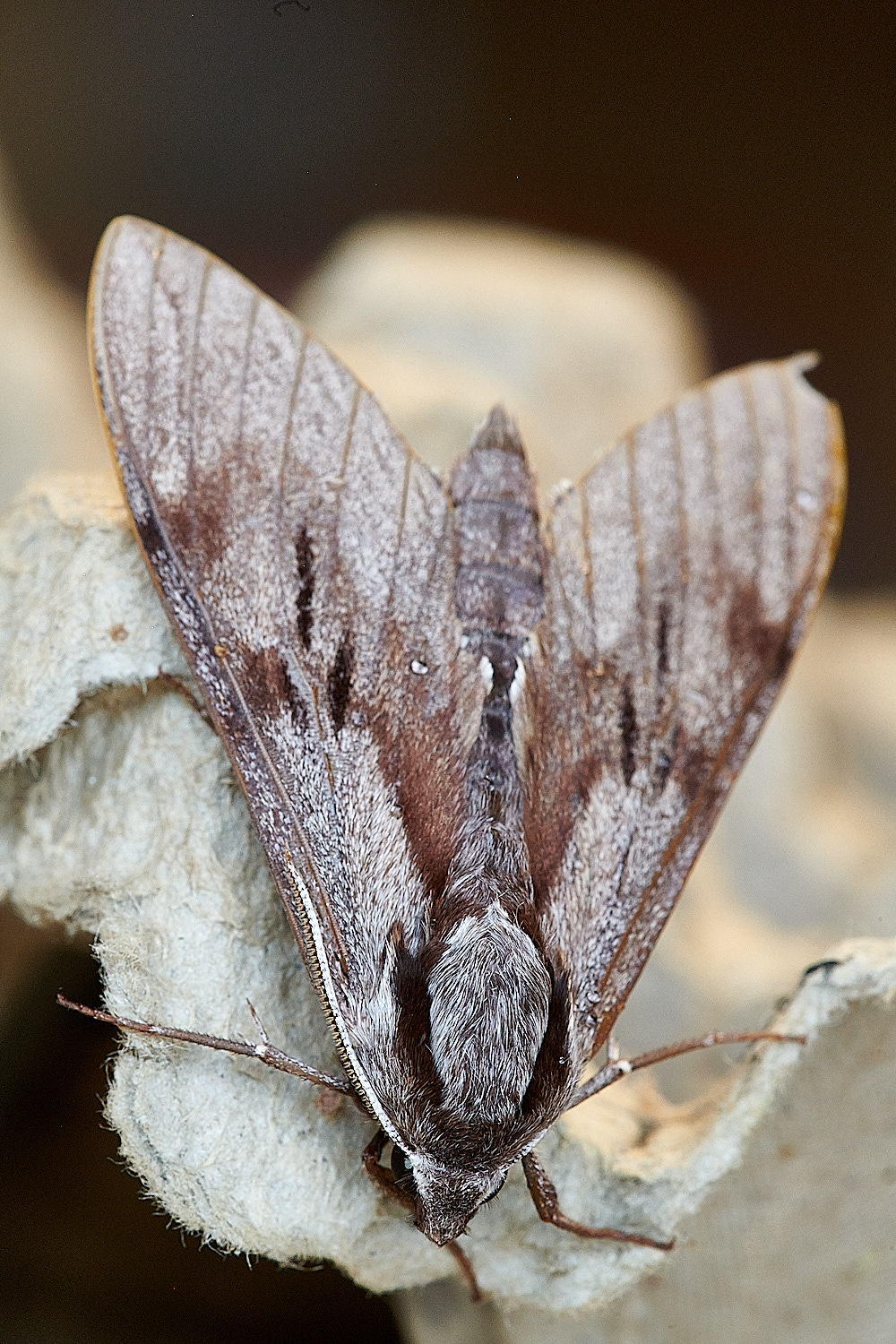 WhittlinghamPineHawkmoth160821-2