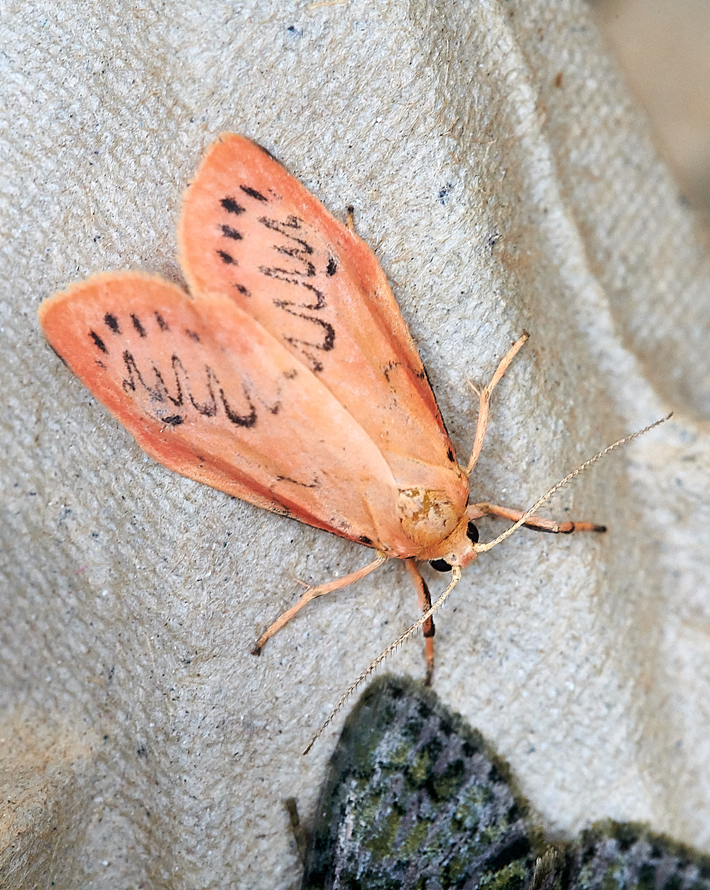 WhittlinghamRoseyFootman1160821-2