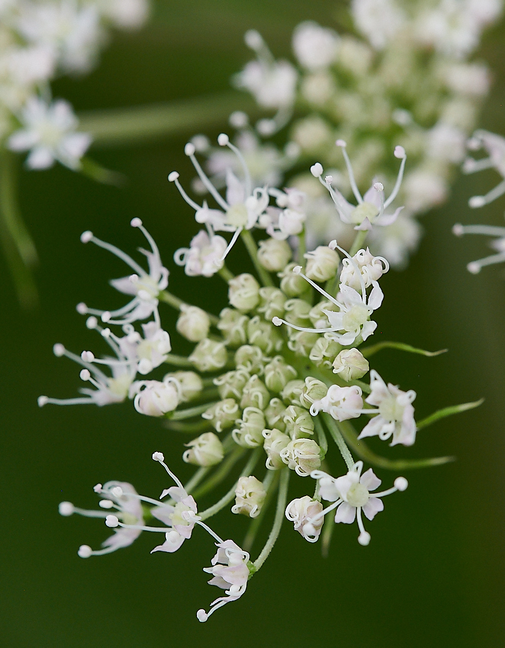 WhitwellAngelica140821-1