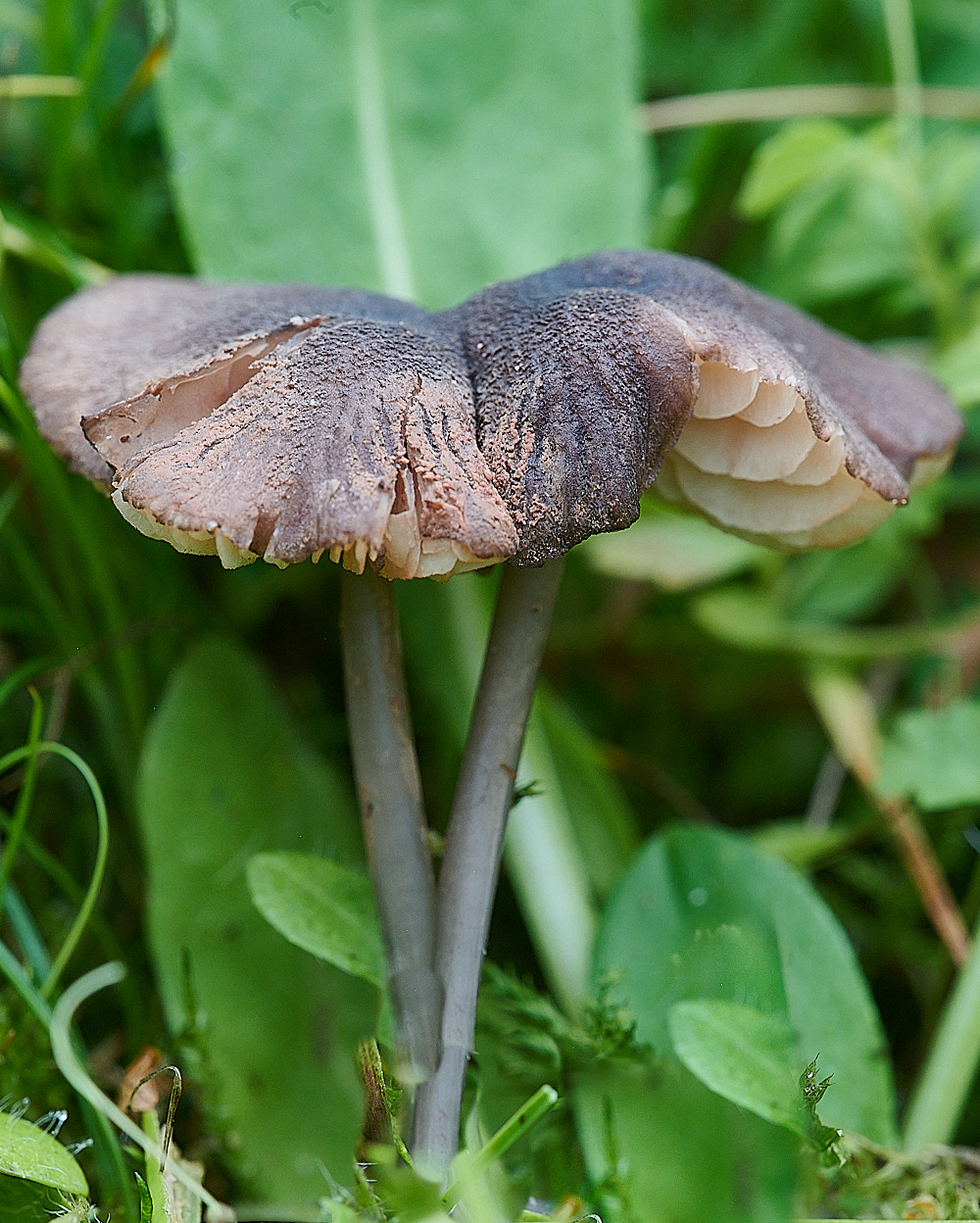 WhitwellEntoloma140821-1