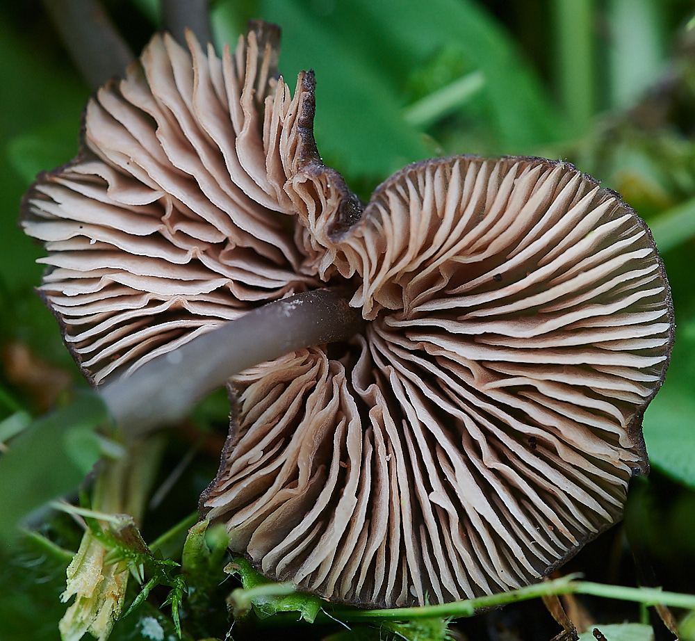 WhitwellEntoloma140821-2