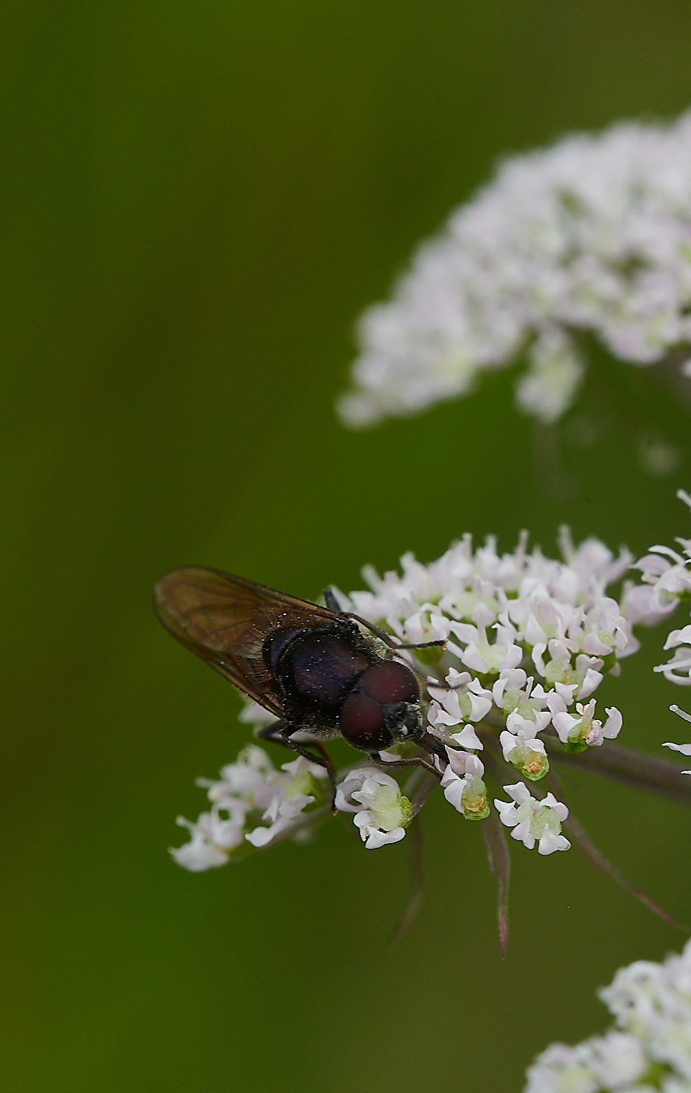 WhitwellHover140821-1