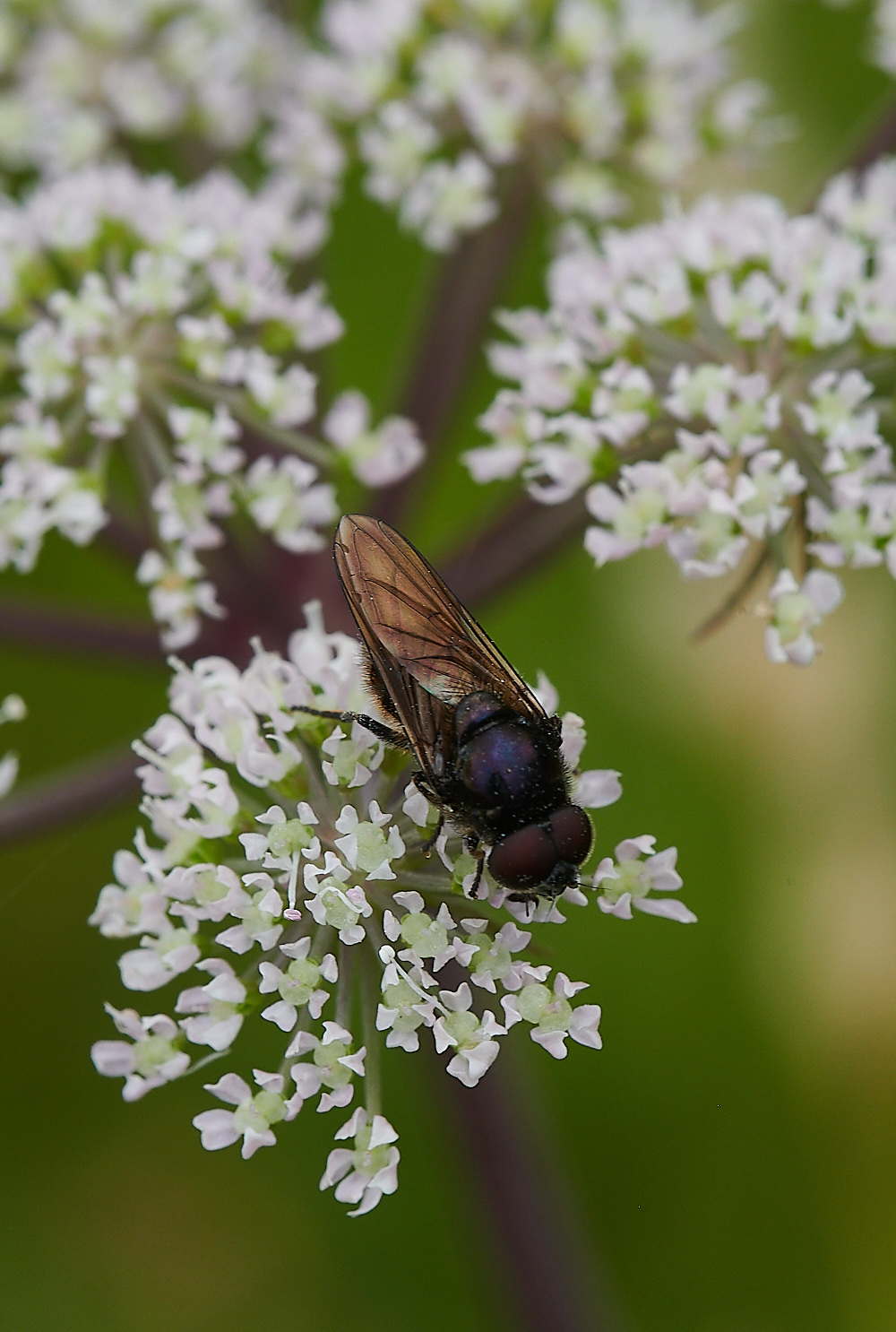 WhitwellHover140821-2