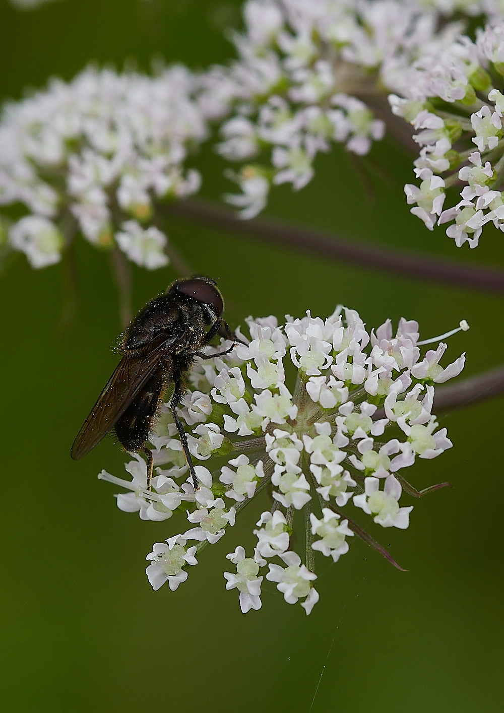 WhitwellHover140821-4