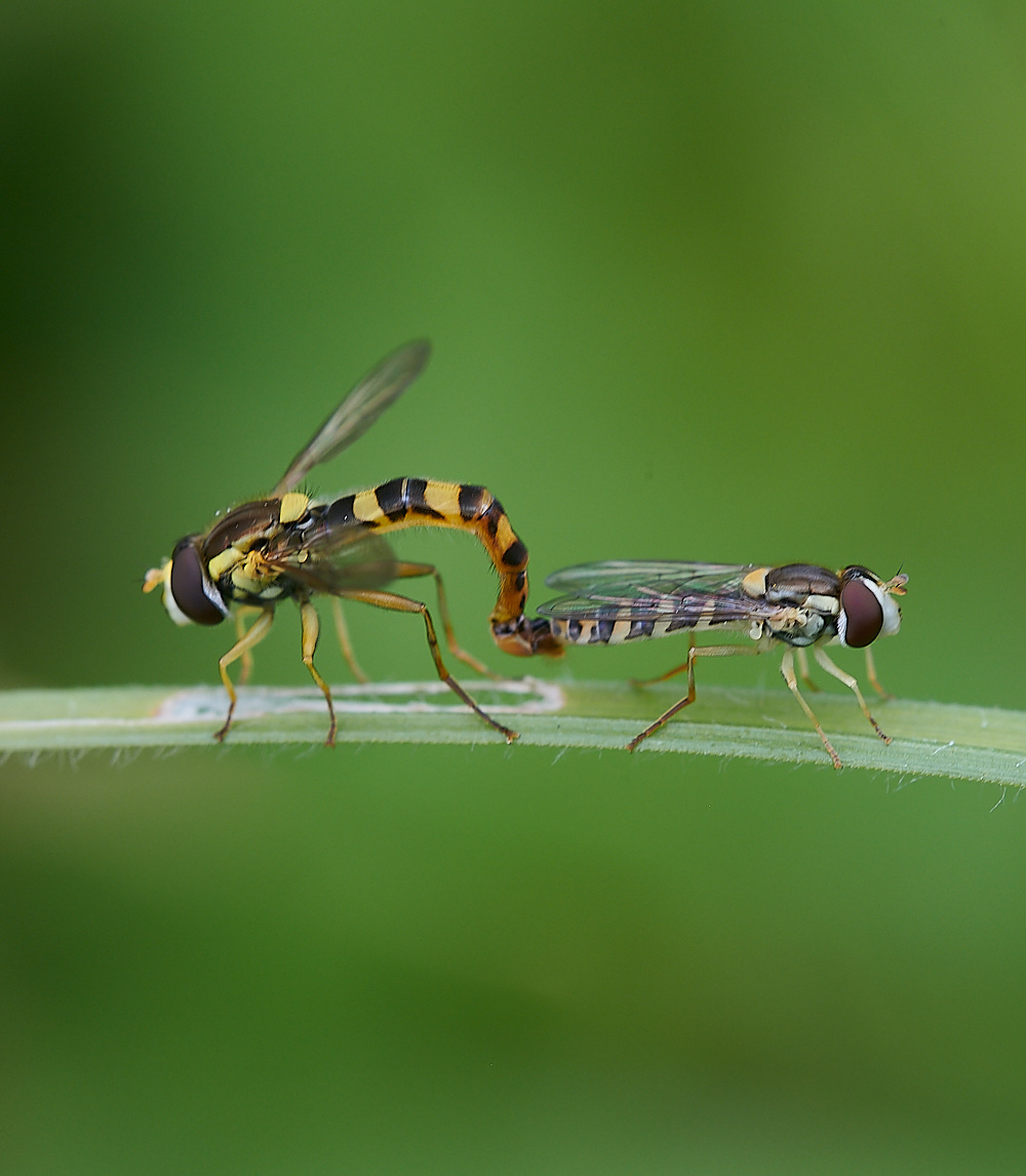 WhitwellHoverfly140821-1