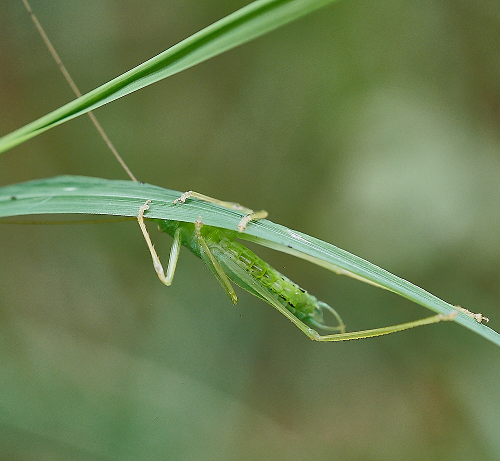 WhitwellOakBushCricket140821-1