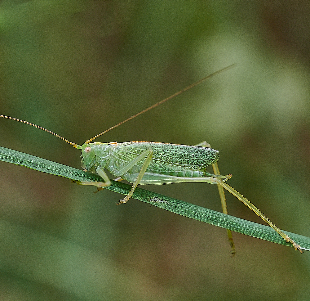 WhitwellOakBushCricket140821-3