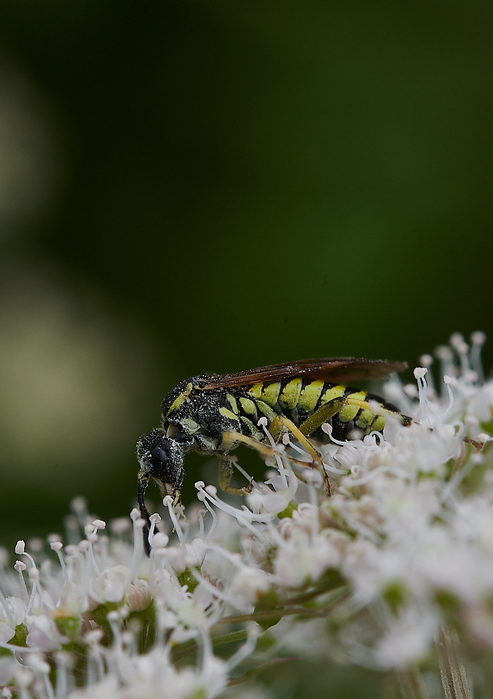 WhitwellSawfly140821-