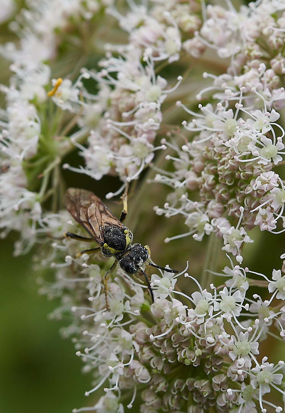 WhitwellSawfly140821-3