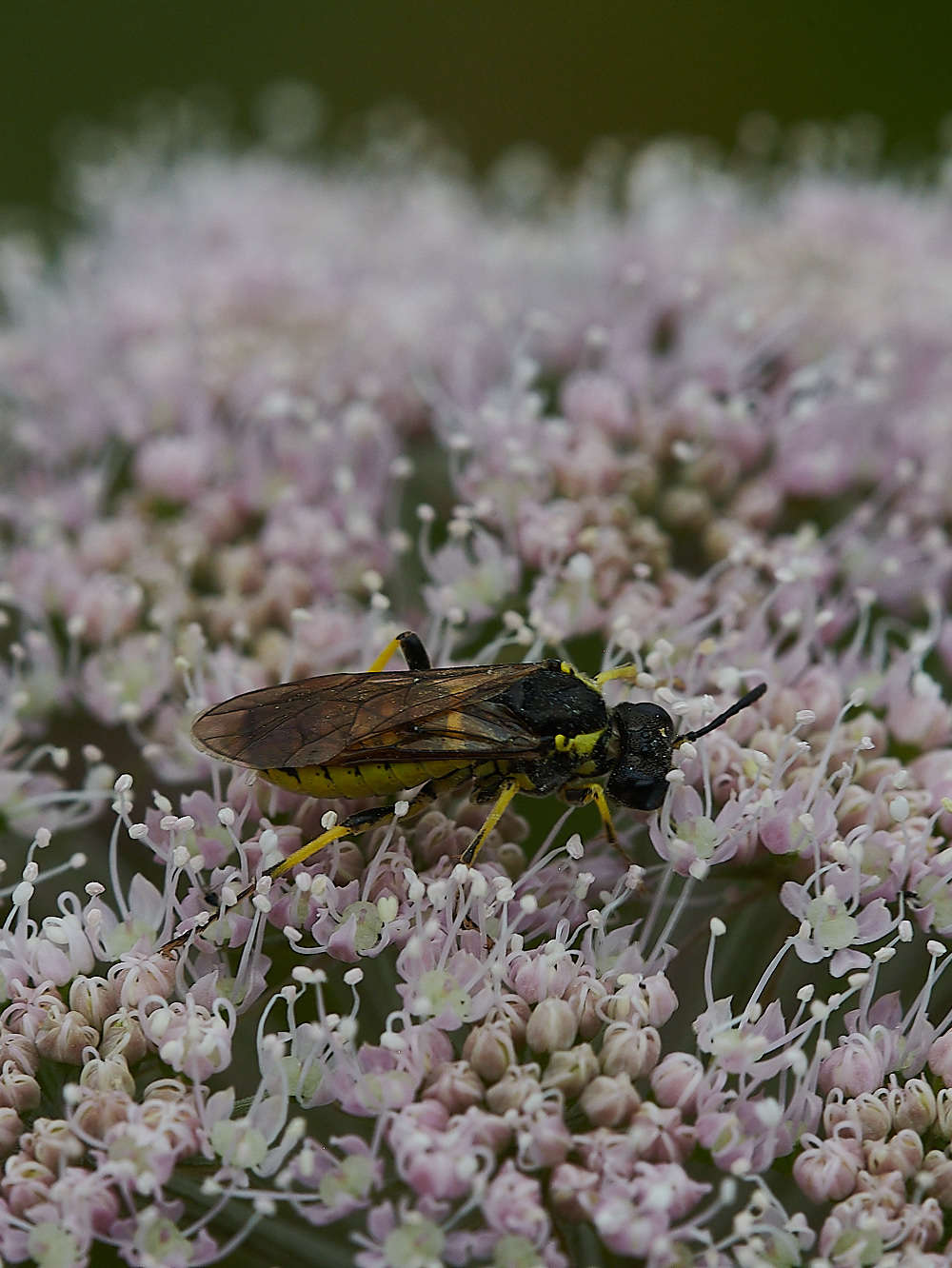 WhitwellSawfly140821-4