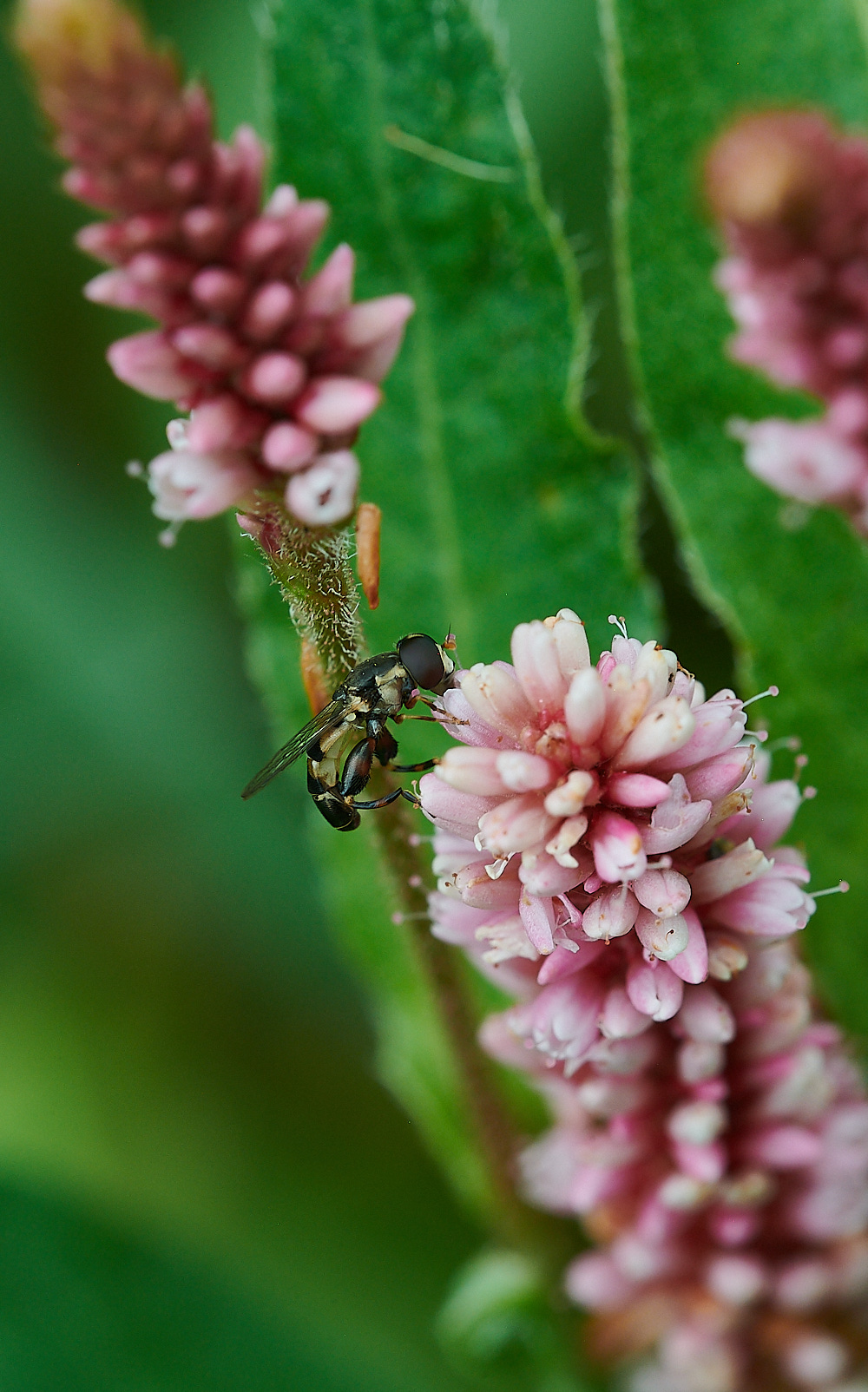 WhitwellSyrittapipiens140821-1