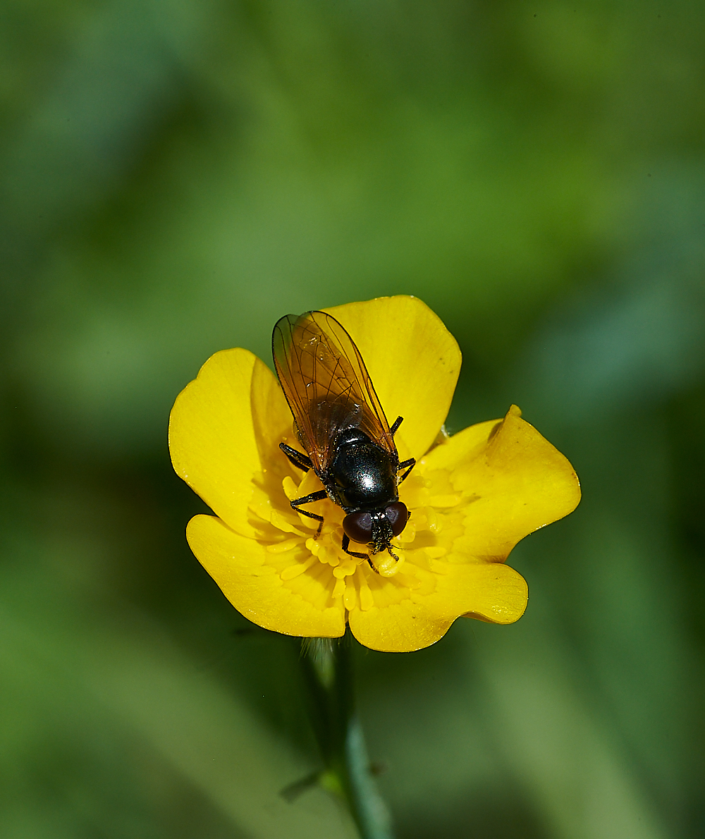FoxleyWoodHoverfly130621-1