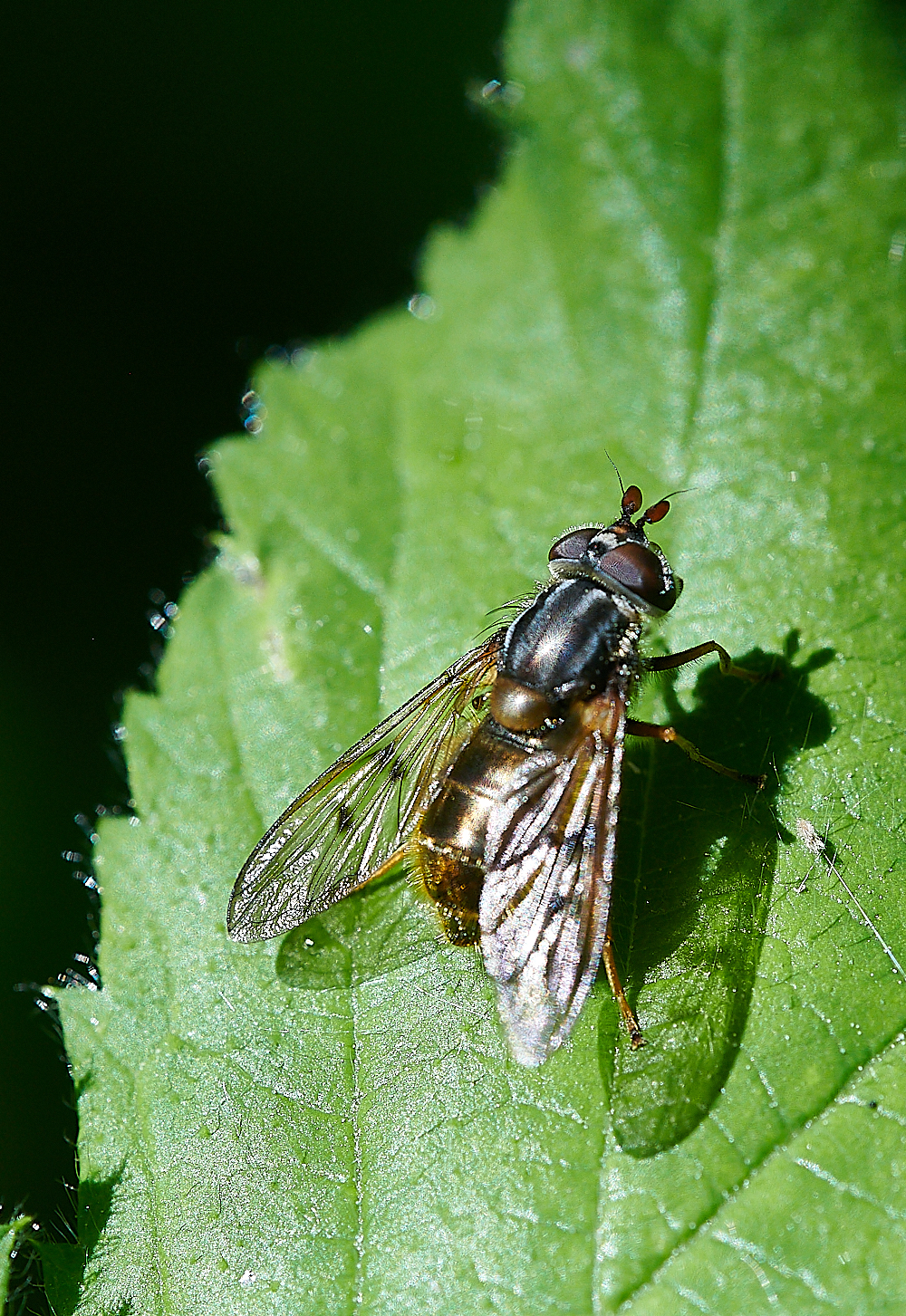 FoxleyWoodHoverfly2130612-1