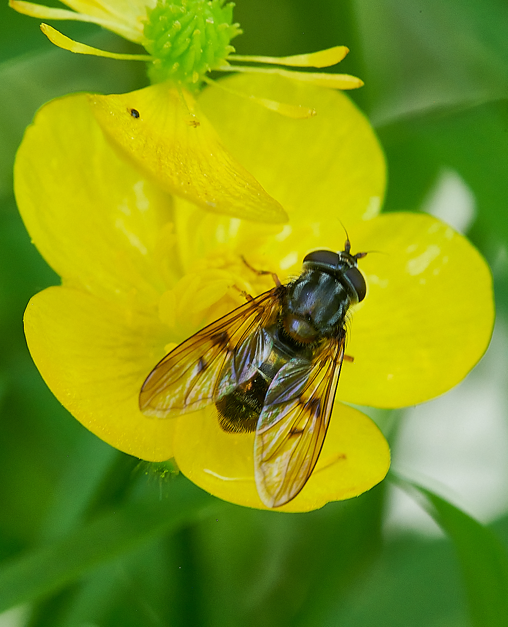 FoxleyWoodHoverfly2130612-2