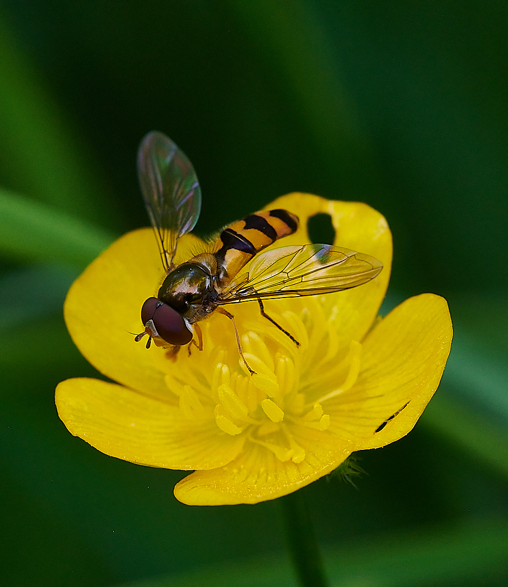 FoxleyWoodHoverfly3130612-1