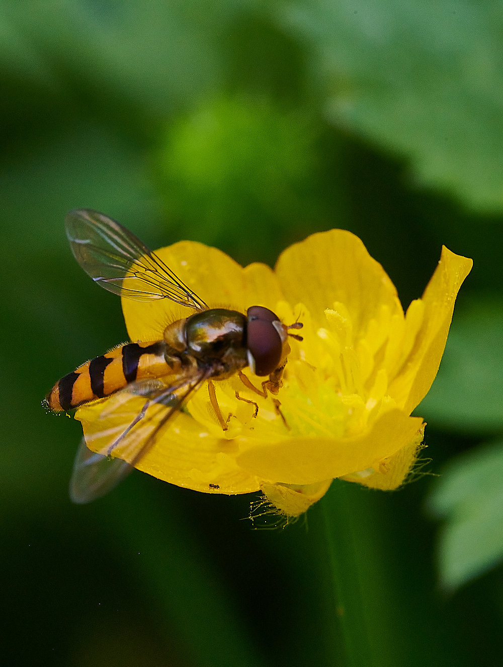 FoxleyWoodHoverfly3130612-3