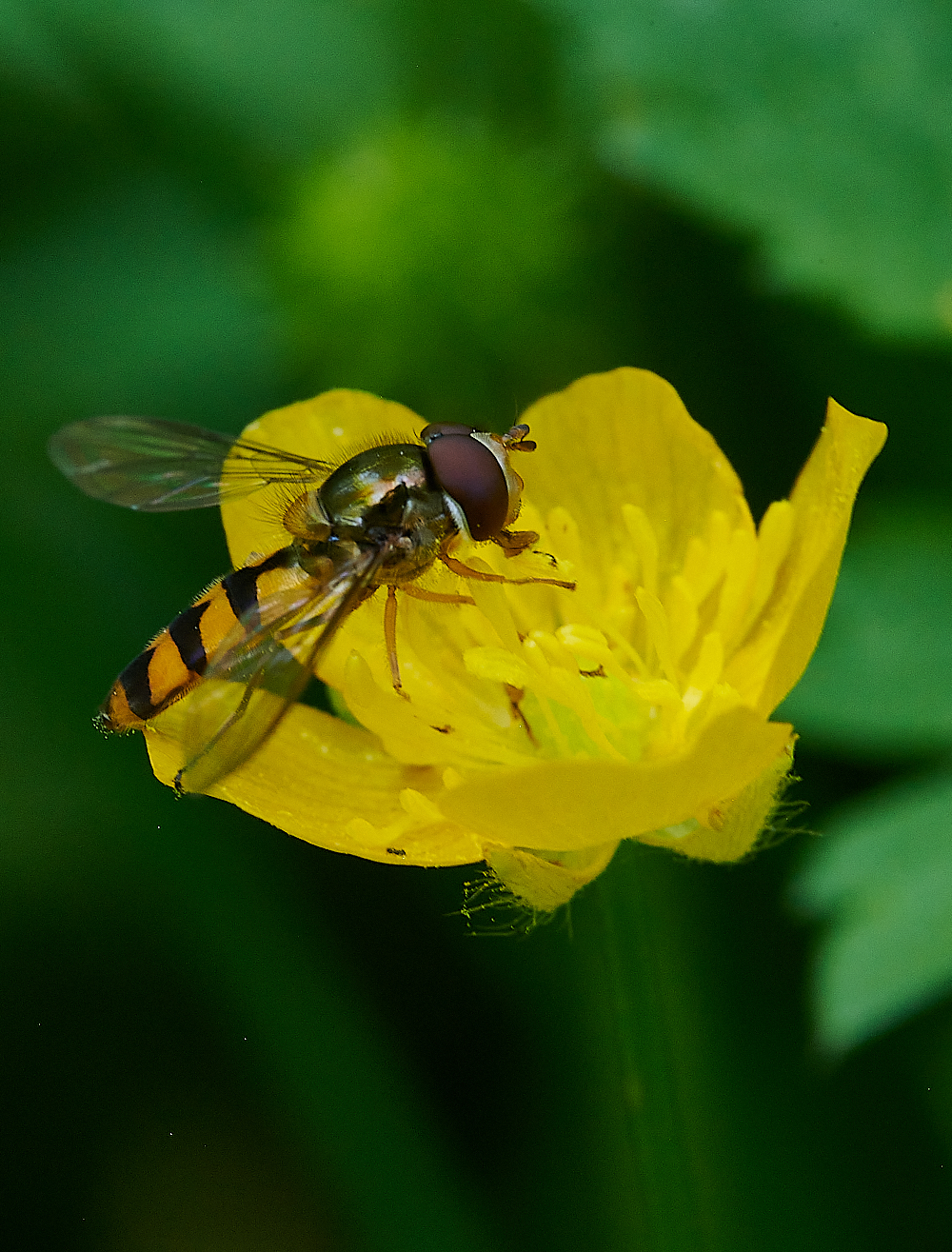 FoxleyWoodHoverfly3130612-4