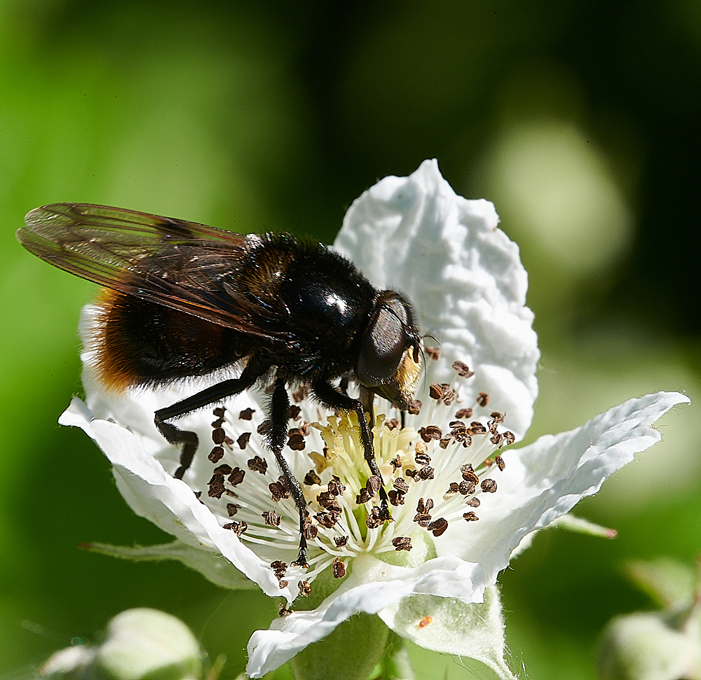 FoxleyWoodHoverfly5130621-1