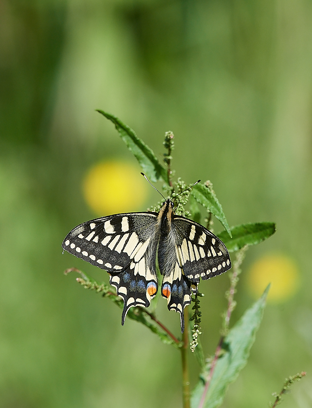 HicklingSwallowtail150621-1