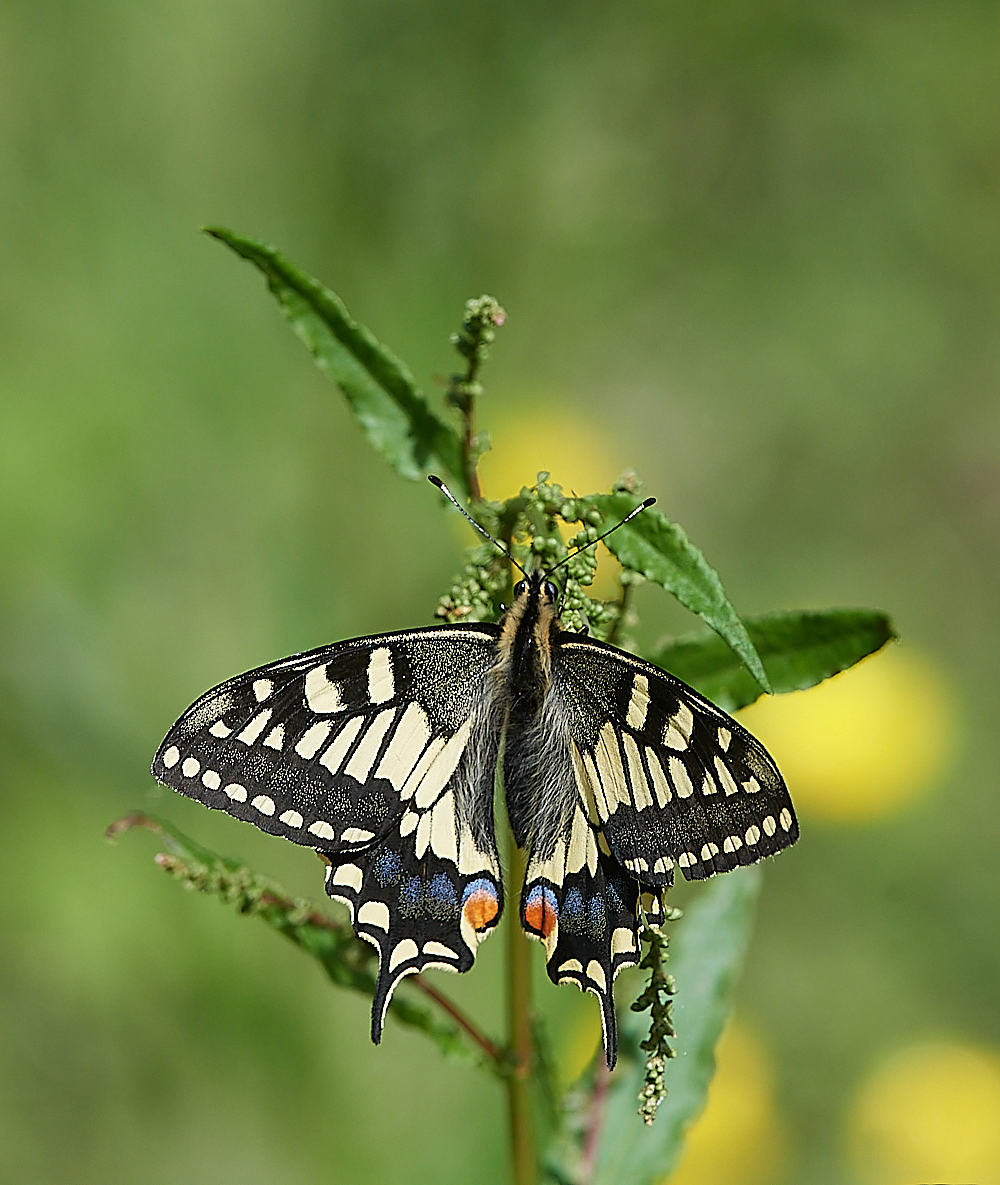 HicklingSwallowtail150621-2