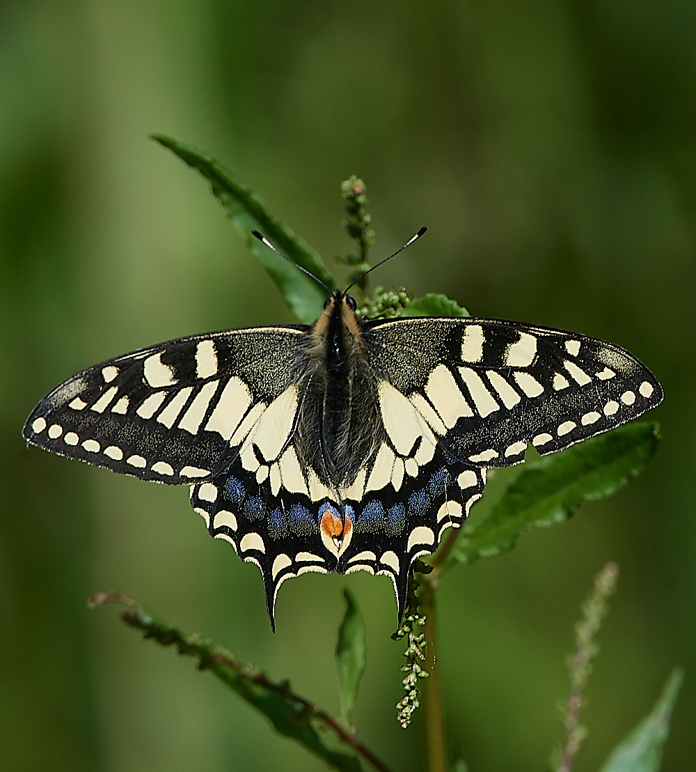 HicklingSwallowtail150621-4