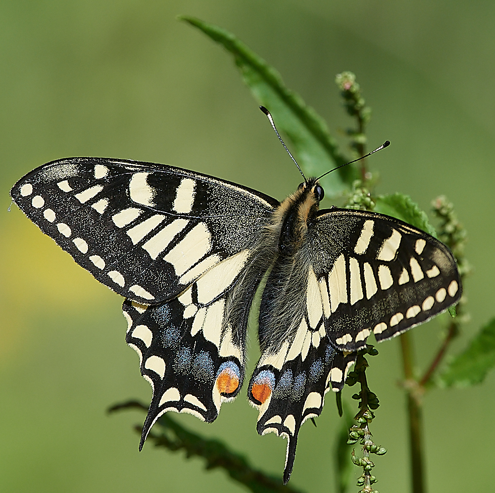HicklingSwallowtail150621-8