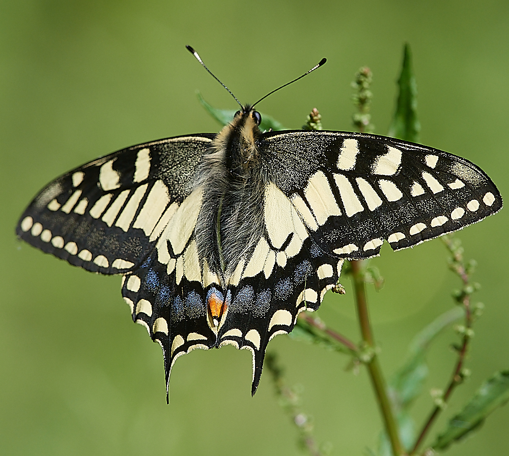 HicklingSwallowtail150621-9
